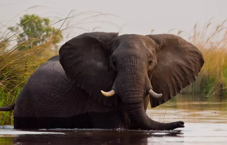 camp-review-botswana-safari-kwando-splash-camp-kwara-reserve-elephant-2-scaled